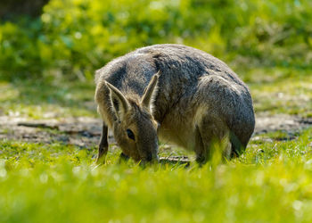 Close-up of rabbit on grassy field