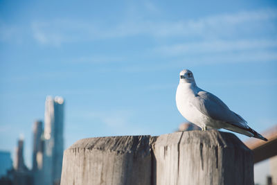 Seagull perching on wooden post against blue sky during sunny day