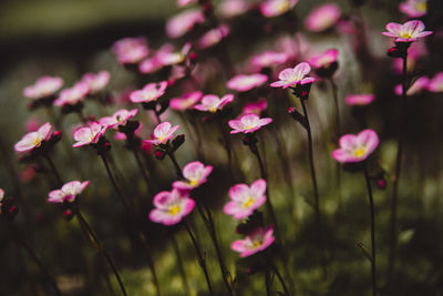 Close-up of pink flowering plants on field