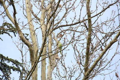 Low angle view of bare tree against clear sky