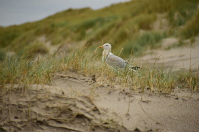 Bird perching on a field