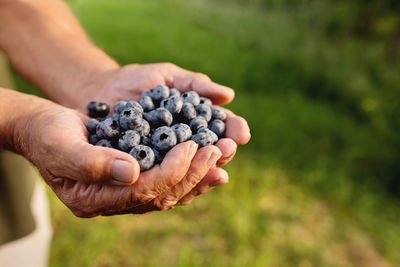 Cropped image of hand holding fruit