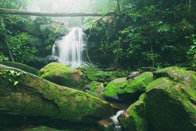 Scenic view of waterfall in forest