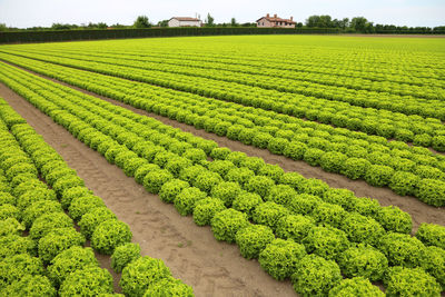 Intensive cultivation of lettuce in a field