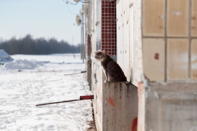 Cat sitting on a wall