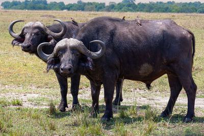 Side view of buffalo standing on field