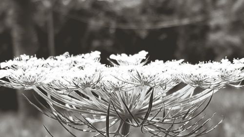 Close-up of white flowers