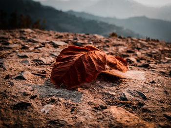 Close-up of dry leaves on rock