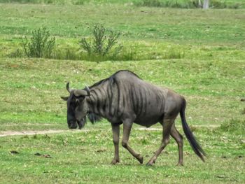 Horse on field