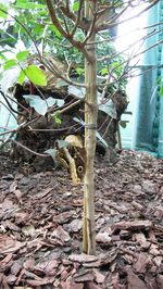 Close-up of lizard on branch