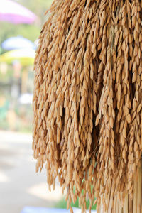 Close-up of wheat grains