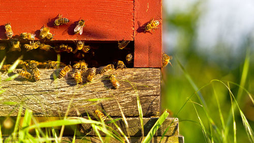 Close-up of bee on wood amidst plants in field
