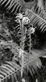 Close-up of dry flower on land