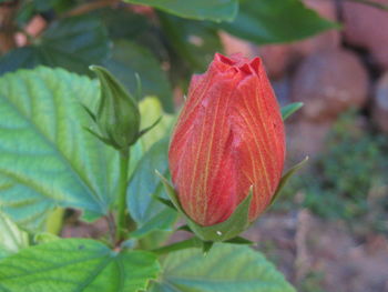 Close-up of hibiscus blooming outdoors