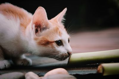 Close-up of cat eating