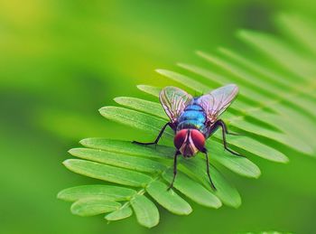 Close-up of fly on leaves