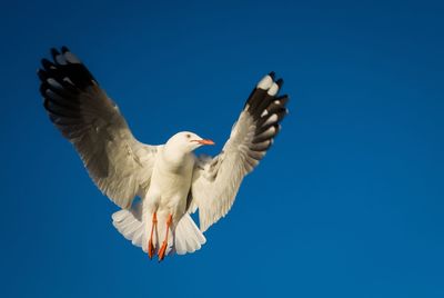 Low angle view of bird flying against clear blue sky