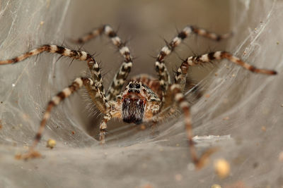 Close-up of spider