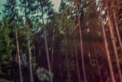 Full frame shot of wet trees