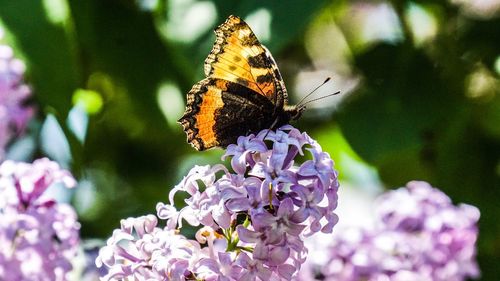 Close-up of butterfly pollinating on purple flower