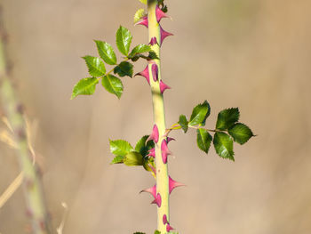 Close-up of plant