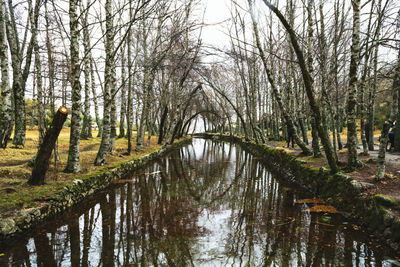 Reflection of bare trees in water