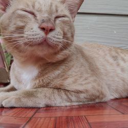 Close-up of cat resting on wooden floor