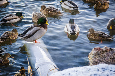 High angle view of mallard ducks swimming on lake