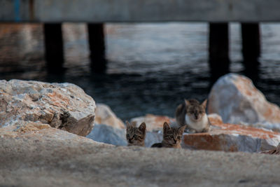 View of cats on rock by lake