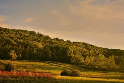 Scenic view of field against sky