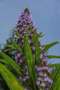 Close-up of purple flowers