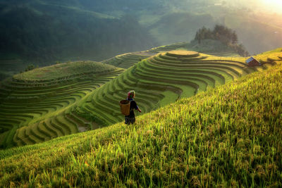 Full length of man with rice paddy in field