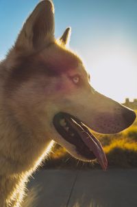 Close-up of dog against sky
