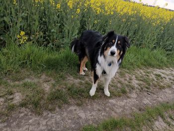 Dog standing in field