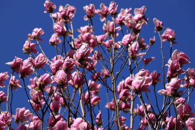 Low angle view of pink flowering plants against blue sky