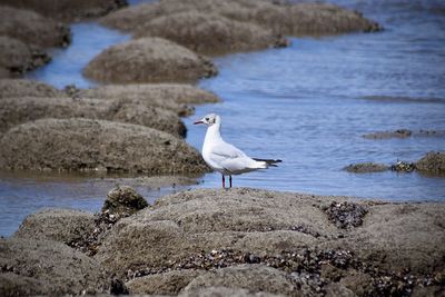 Seagull perching on rock by sea