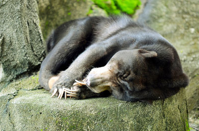 Lion sleeping in a zoo