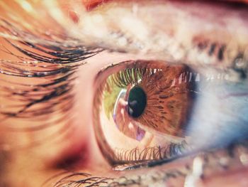 Close-up of human eye