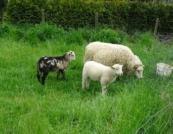 Sheep in a field