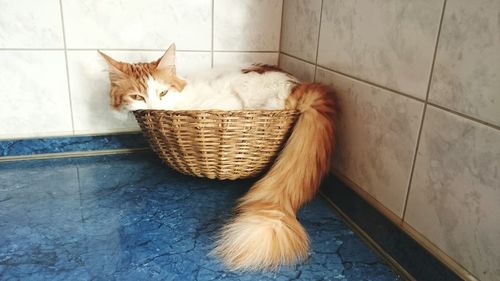 Cat resting on floor