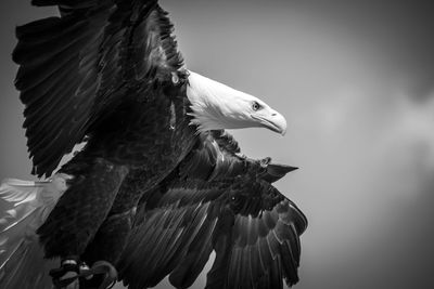 Low angle view of eagle flying against sky