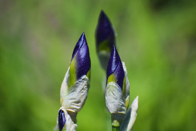 Close-up of purple flower on plant