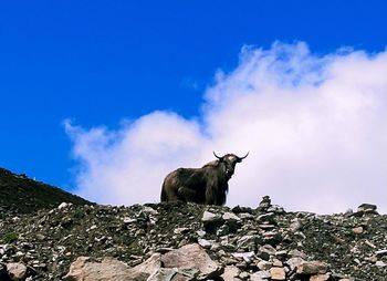 View of a horse on rock against sky