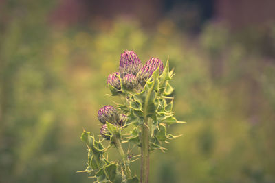 plant