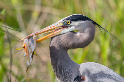 Close-up of a bird