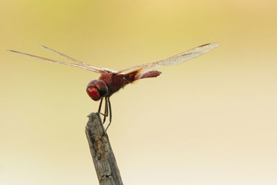 Close-up of red dragonfly on plant