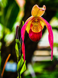 Close-up of pink flowering plant