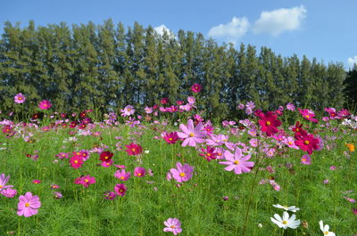 Flowers blooming on field against sky