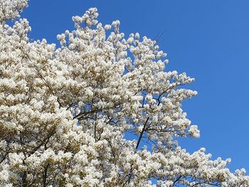 Low angle view of cherry blossom tree against blue sky