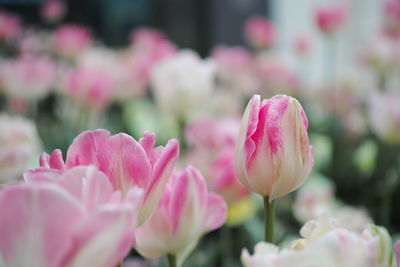 Close-up of pink tulips